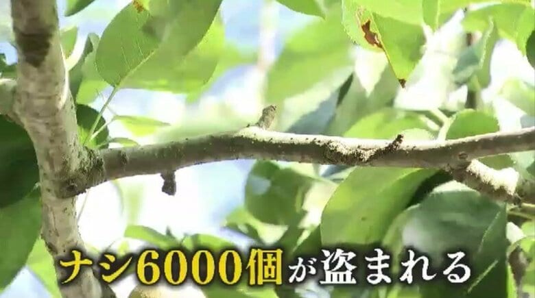「誘拐された気分…」収穫間近のナシ6000個盗まれる　犯人像は「収穫の仕方がわかっている人」複数人の犯行も視野に捜査　福岡・うきは市｜FNNプライムオンライン