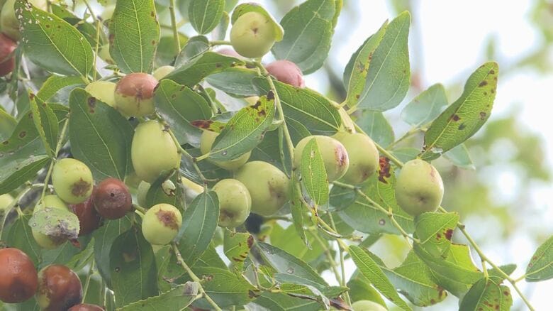 飛騨で貴重な甘味として親しまれる…伝統食材「ナツメ」の収穫進む 栄養価が高く生だと青リンゴのような風味｜FNNプライムオンライン
