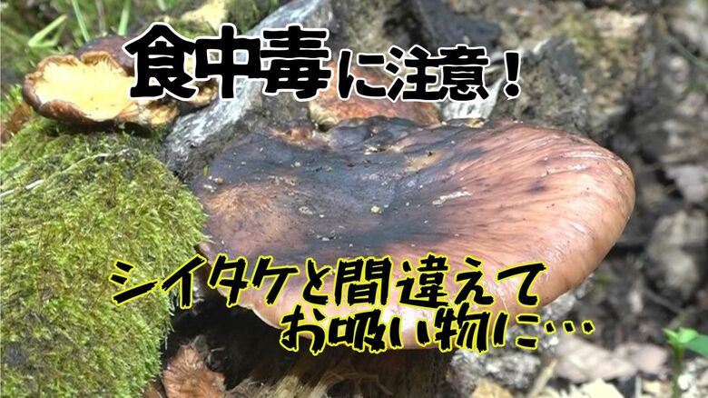 シイタケと間違えお吸い物に…毒キノコ「ツキヨタケ」で家族4人が食中毒　疑わしきは「採らない！食べない！」｜FNNプライムオンライン