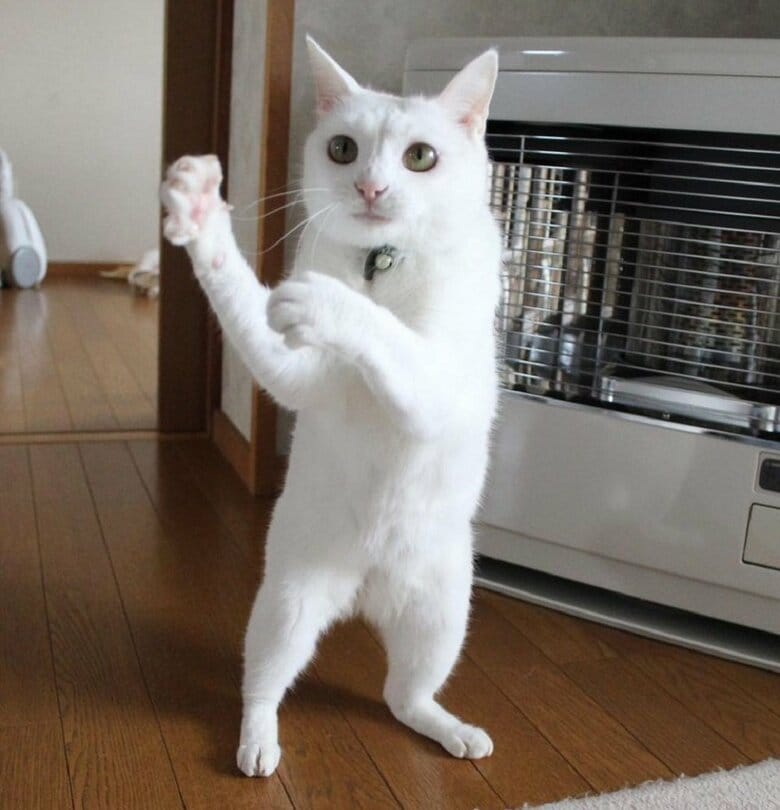 変な格好が得意なリリーちゃん