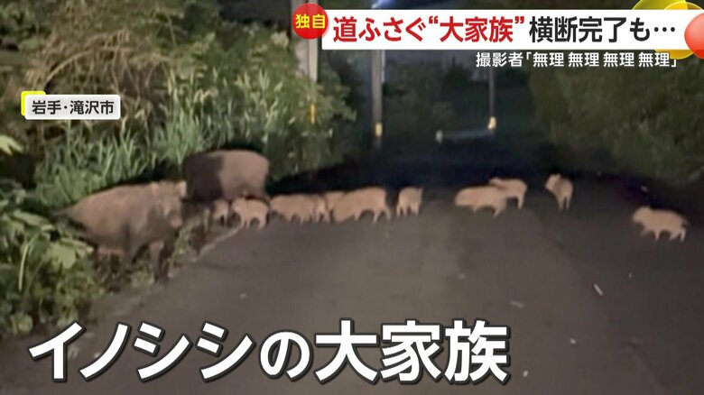 山道を塞いだイノシシの大家族