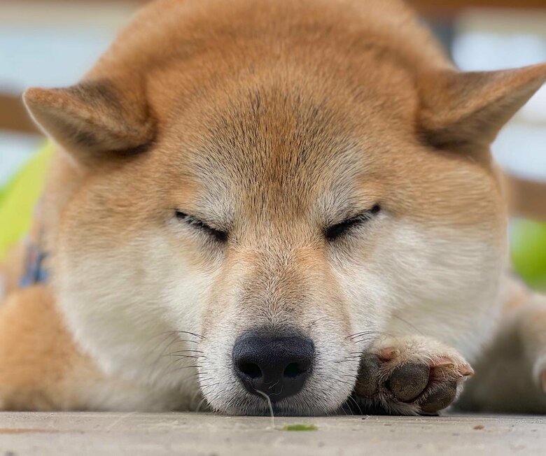 提供：柴リアンハスキーもちごめ兄弟さん