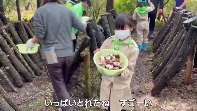 「緑の少年団」によるシイタケ収穫の様子