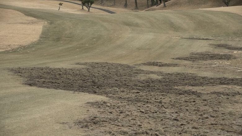 イノシシに荒らされたコース