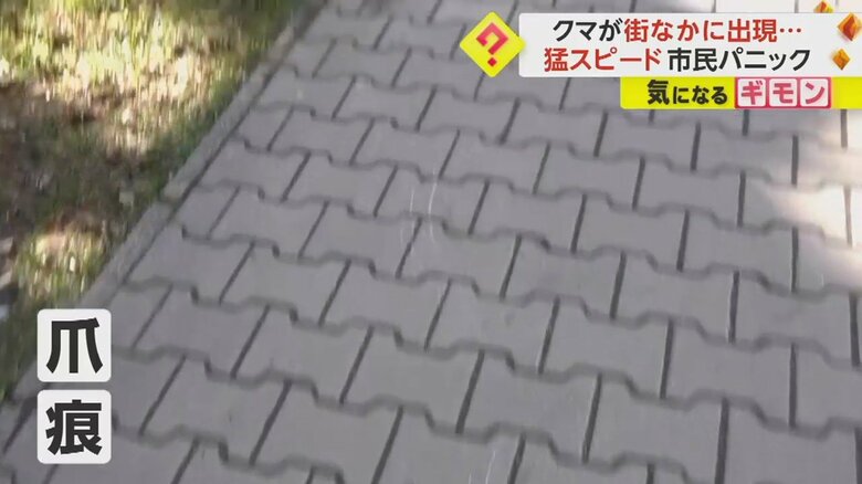 道路に残されたクマの爪痕
