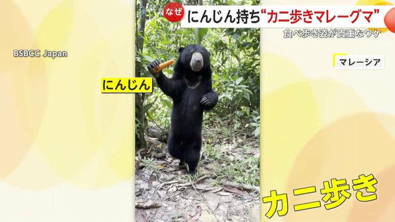 前足にニンジンを持ち、後ろ足でカニ歩きするマレーグマ・ロモリナちゃん