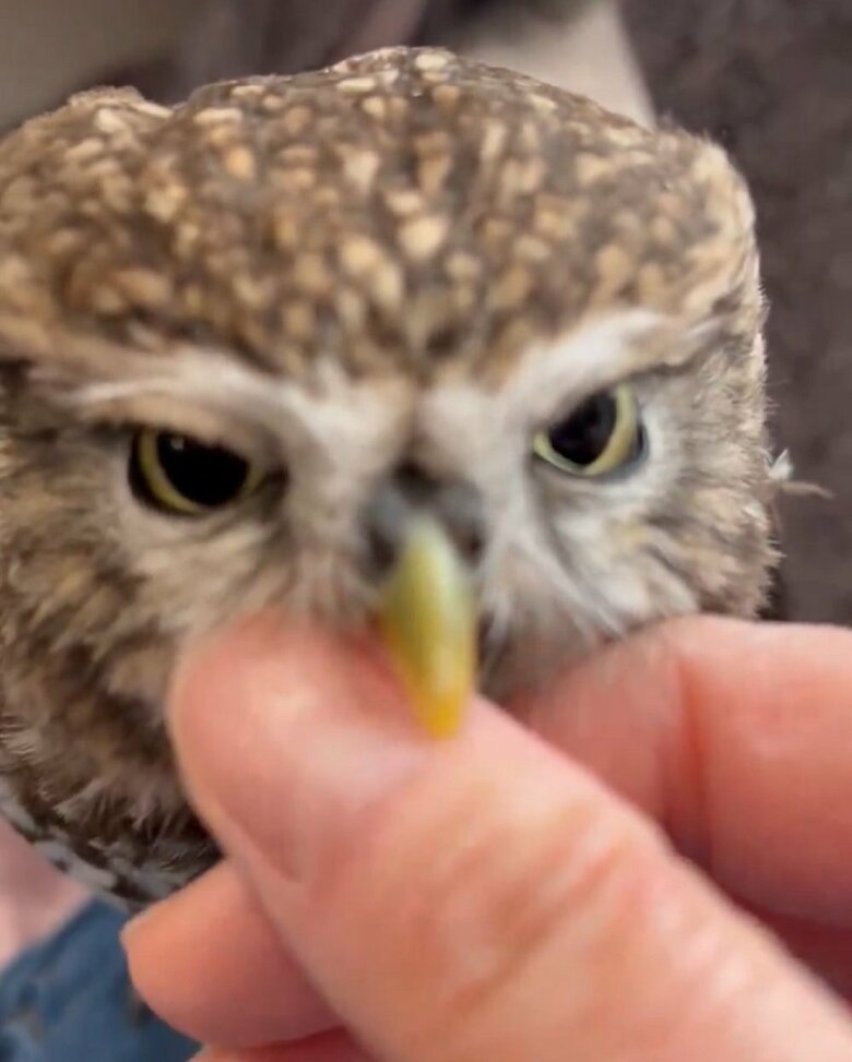 カミカミして甘えている