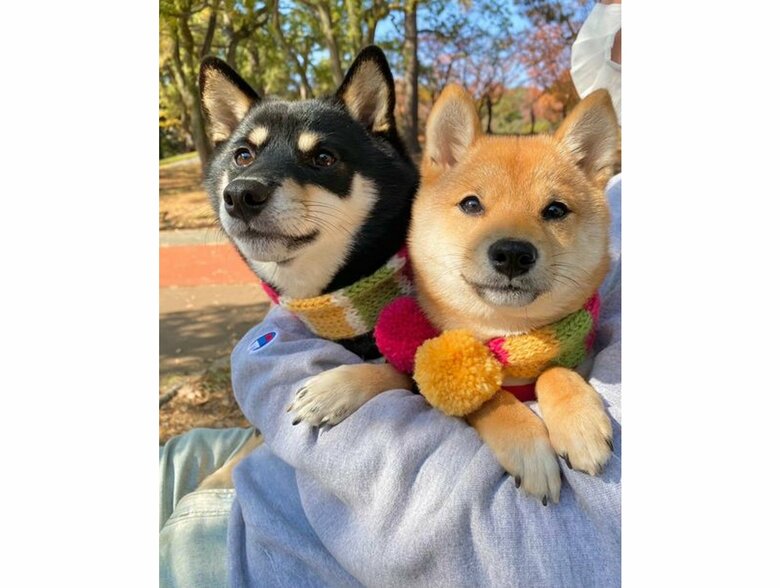 冬はばぁば手編みのマフラーをつけてお散歩（提供：豆柴あさのんさん）