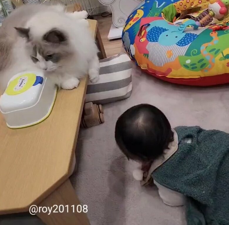 提供：ロイ(Roy)くん@ラグドールさん