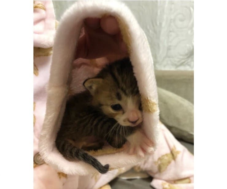 袖口にいるもずくくん（提供：もずく＆こんぶさん）