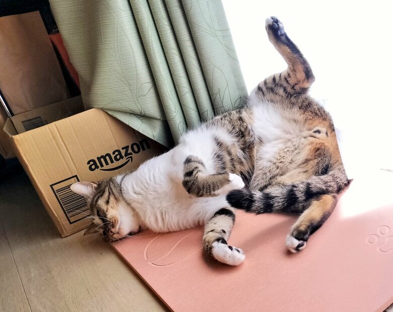日向ぼっこ（提供：猫のテトさん）