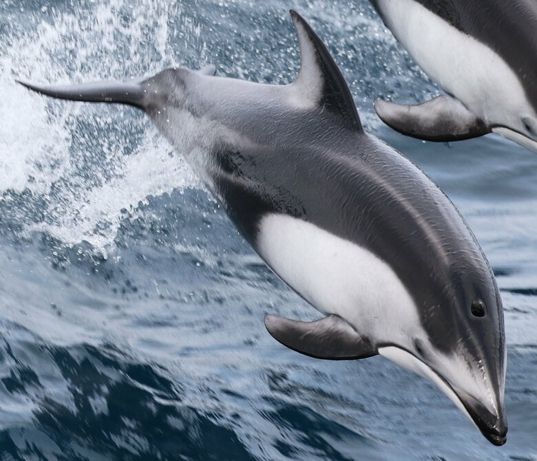 陸奥湾のカマイルカの噴気孔（提供：森阪教授）