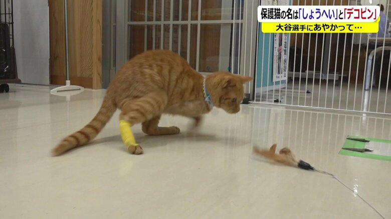 元気に猫じゃらしを追いかけるしょうへい君