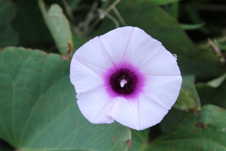 同じヒルガオ科のアサガオに似たさつまいもの花