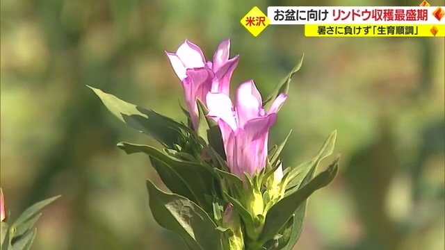 ピンク色の花を咲かせるリンドウ