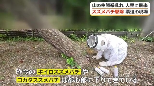 スズメバチの生息域が人里に…？