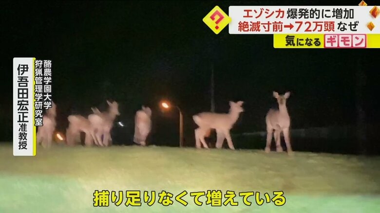 「シカは放っておくと毎年2割増しくらいで増える」と話す酪農学園大学 狩猟管理学研究室・伊吾田宏正准教授