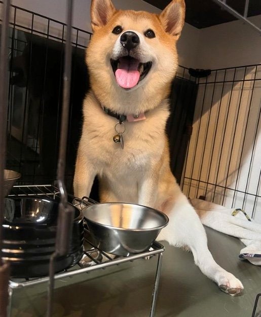 提供：柴犬 sasuke_紗助さん