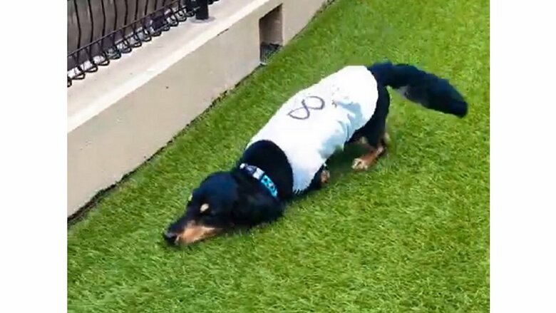 真剣な表情でスリスリ