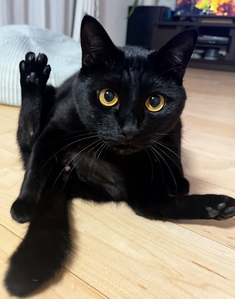 後ろ脚で「はーい！」