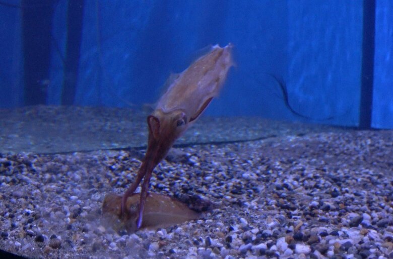 エゾハリイカの求愛行動の一要素「Stroking＝なで行動」（提供：東京大学大気海洋研究所 岩田容子准教授）