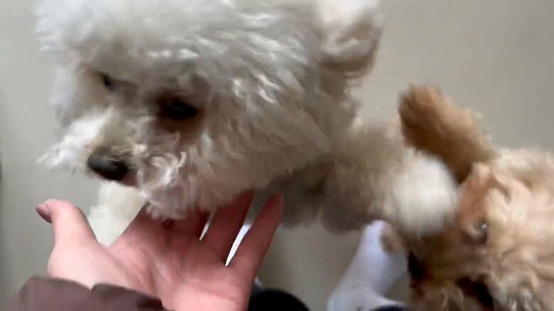 リリモカさんが帰宅した時の2匹の様子