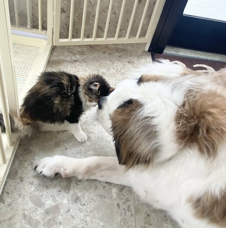 翌日に再チャレンジ　救出成功！