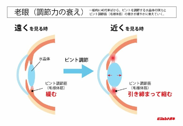 目の仕組み　加齢とともにピント調節が衰えるのが老眼（提供：株式会社ビジョンメガネ）