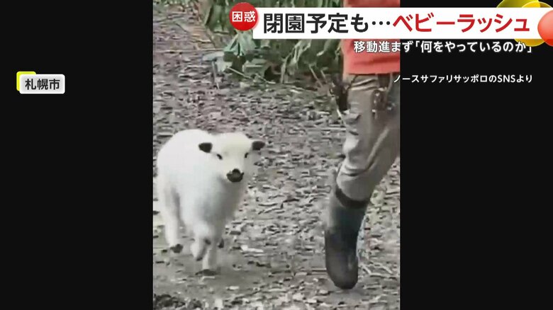 “かわいい”だけでは済まされない状況の動物園