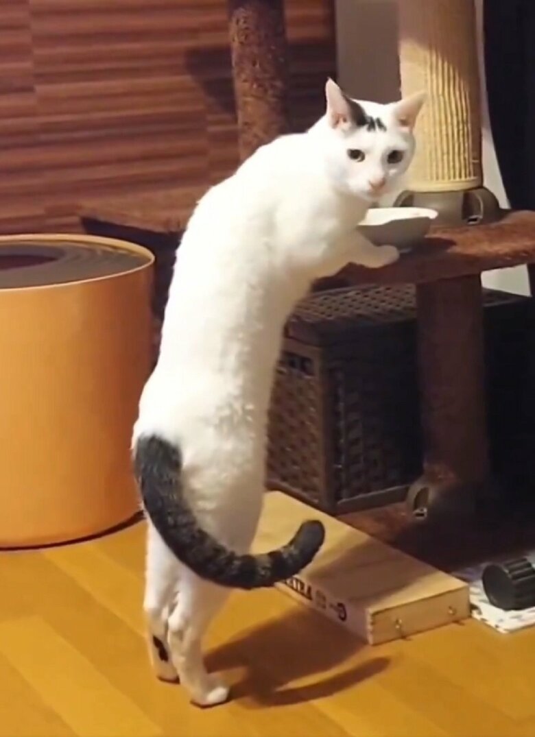 立ち食いが好き