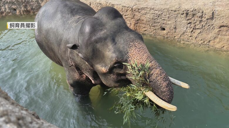 オスの「あお」（15歳）
