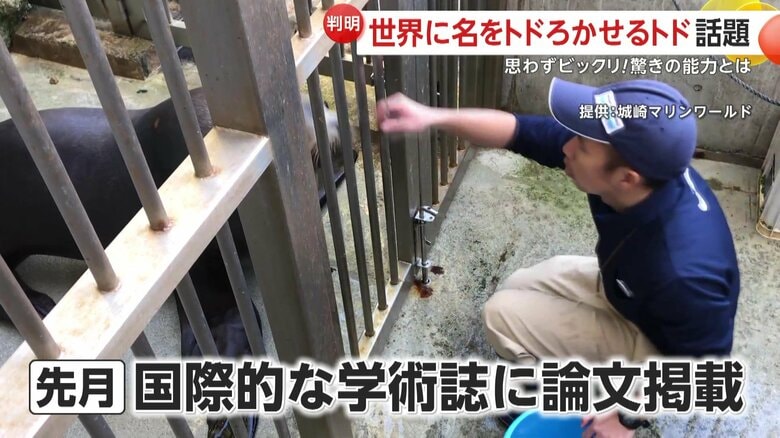 佐々木さんの指示で正確にマネをするハマ（提供：城崎マリンワールド）