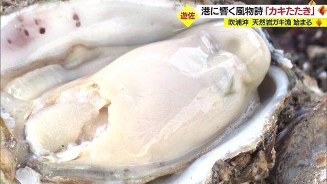 吹浦沖の天然岩ガキ