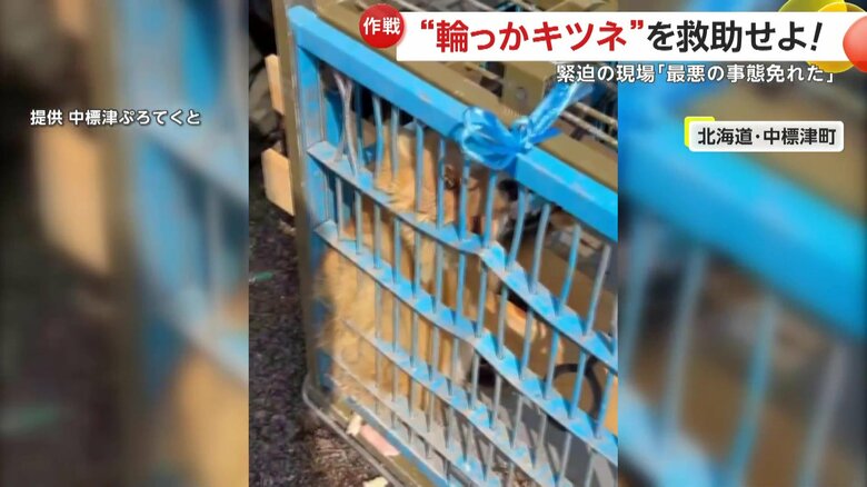 首にパイプのような輪っかがはまった野生のキツネ（北海道・中標津町）