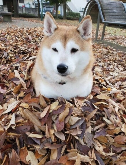 提供：柴犬ななさん