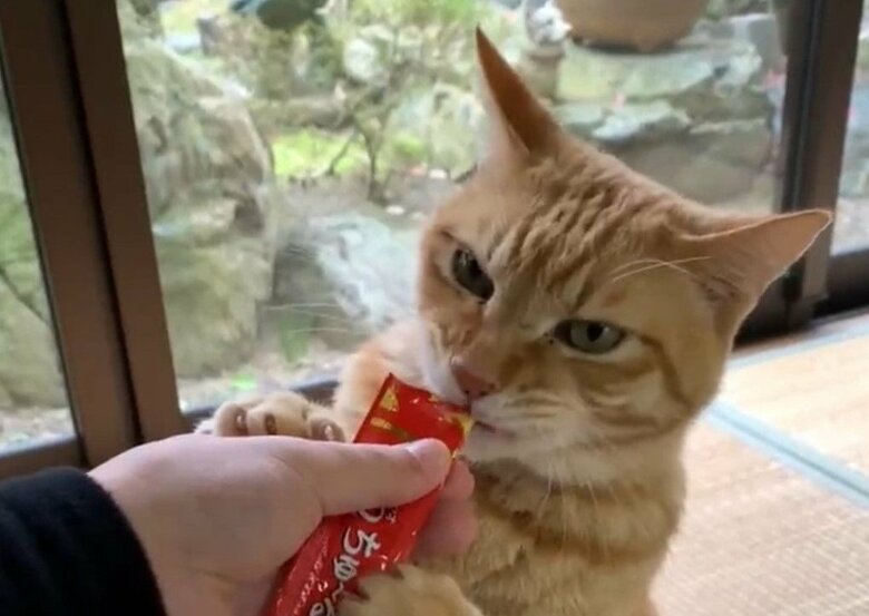 ちゅ～るも大好き
