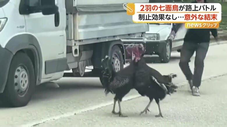水をかけられてもお構いなしでバトルを続ける七面鳥たち（IHA）