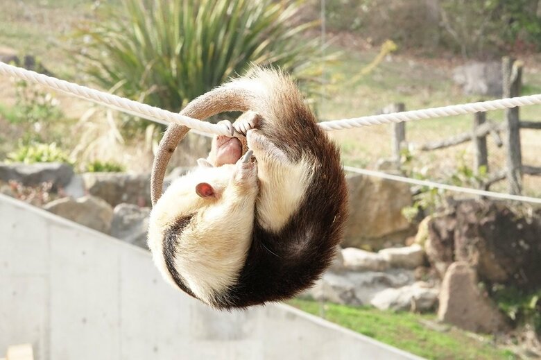 綱渡りの途中で丸まって寝ている（提供：伊豆アニマルキングダム）