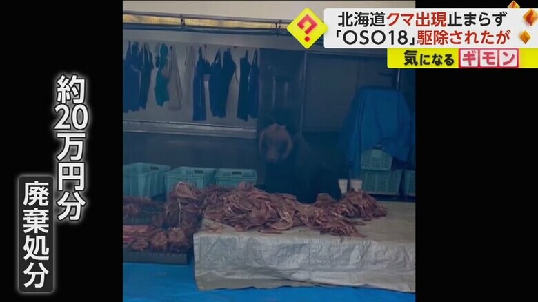 大量のスルメイカを前に座るクマ
