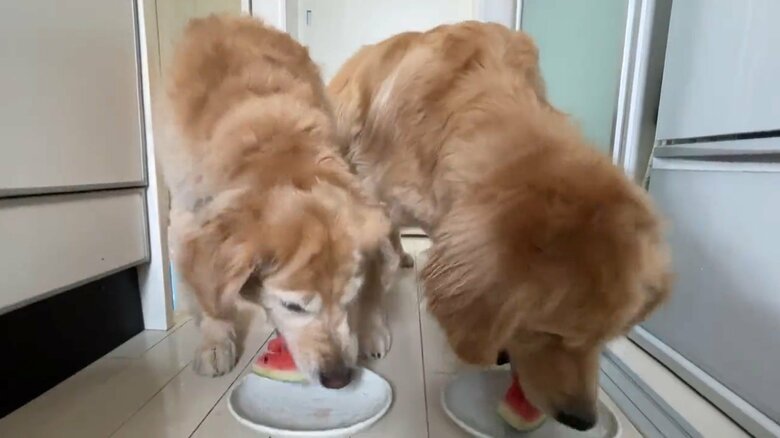スイカをあげたとき。ここで食べるかと思いきや