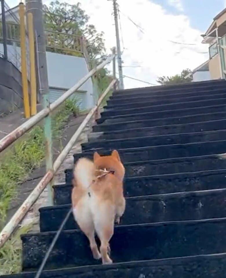 階段を登る後ろ姿も可愛い