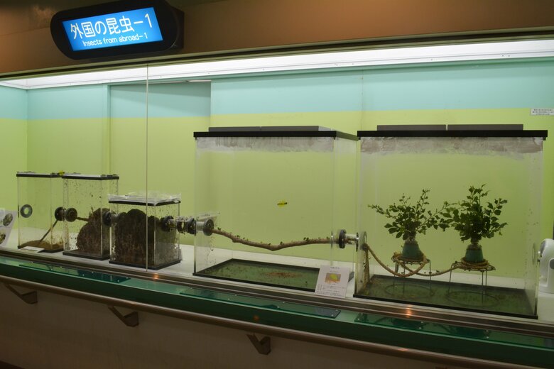 5月2日に撮影したハキリアリの菌園の様子。左端に二山の菌園が確認できる【画像：（公財）東京動物園協会】