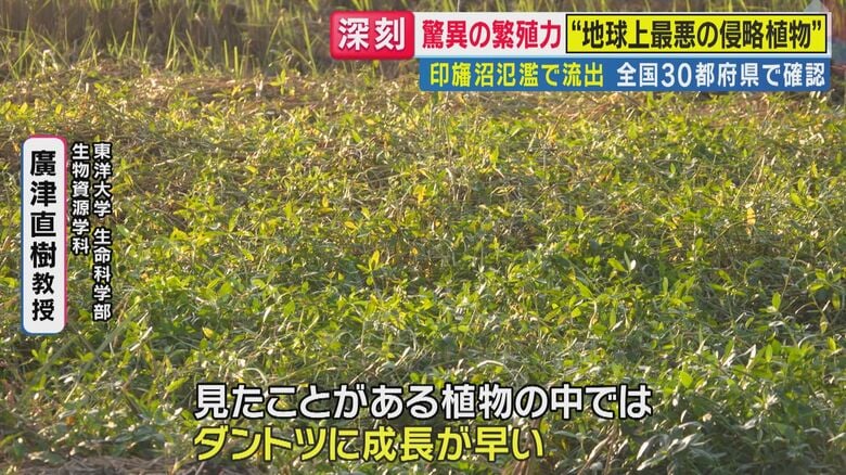 植物の中では断トツに成長が早い（関西テレビ「旬感LIVE とれたてっ！」より）