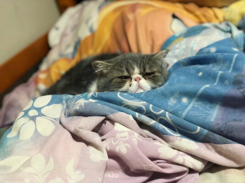 布団の上でとろけていることも