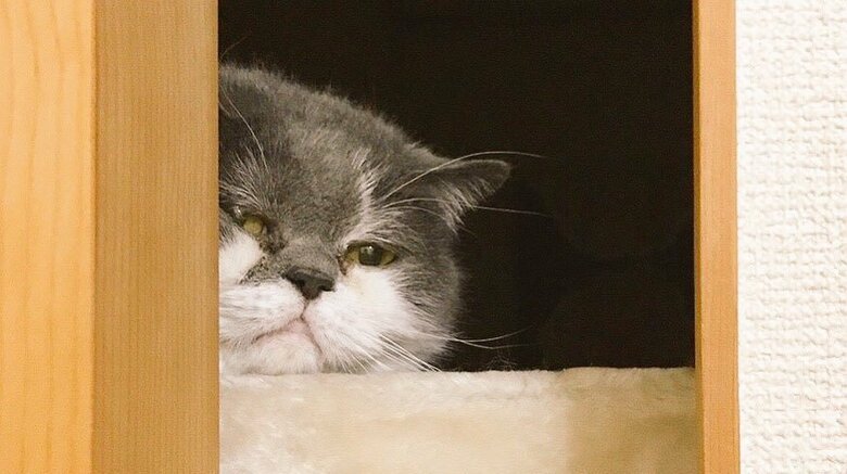 押し入れに入ったじろうさん