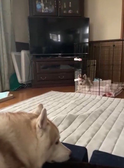 提供：ココとイチのままちゃん