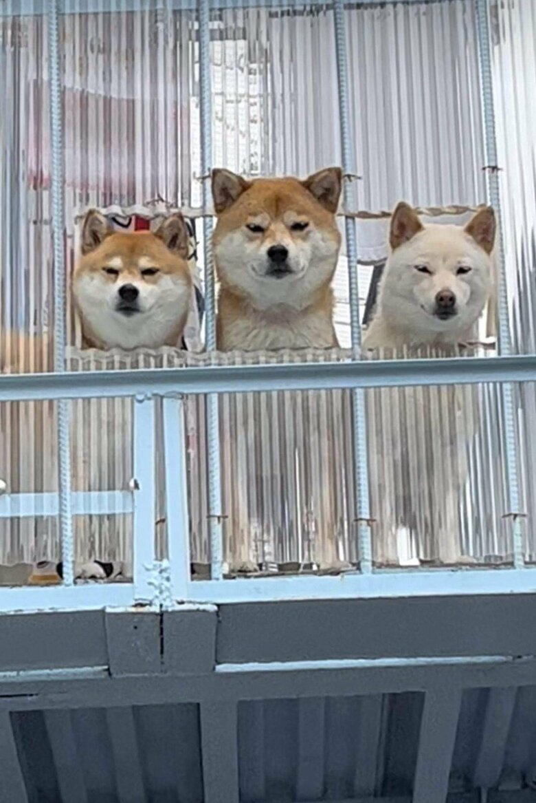 左：ポポちゃん　中央：リブくん　右：ラムちゃん（提供：柴犬ポポ(7)リブ(4)ラム(4)さん）