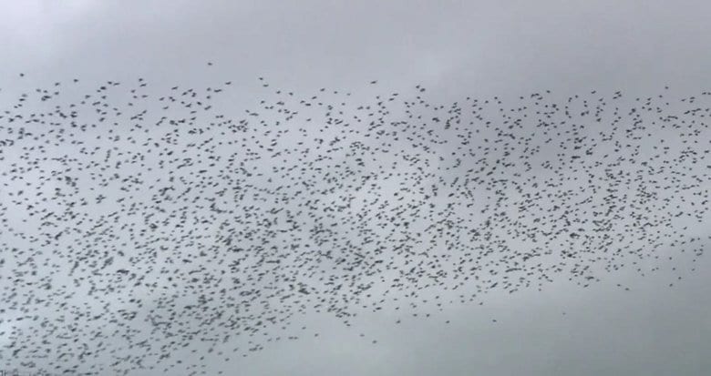 最強の専門家がムクドリ追い払う!騒音やフン害に悩まされた長年の戦いに終止符が!?