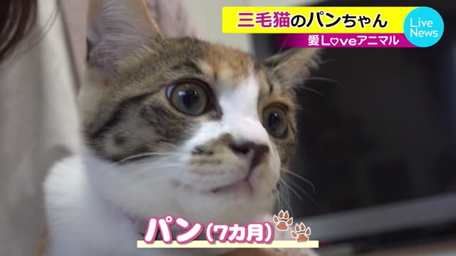 愛LOVEアニマル くりくりとした目が魅力的 三毛猫のパンちゃん ~福井~