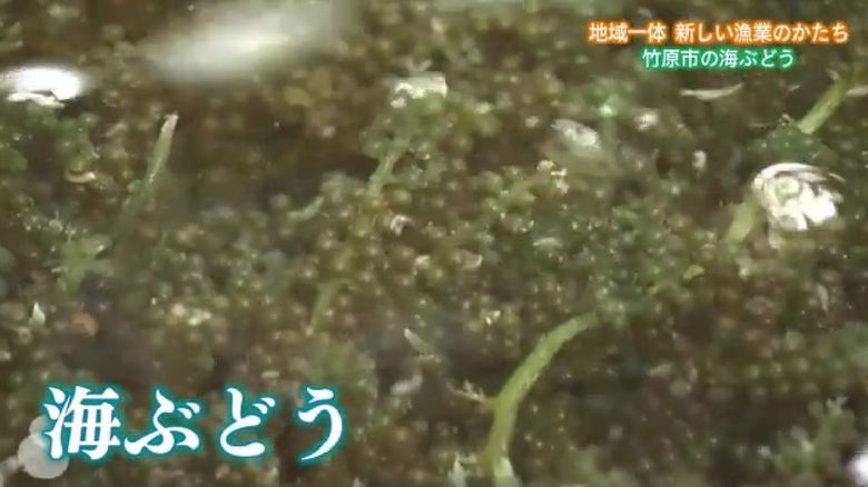 「海ぶどう」を竹原の新たな名産へ 地元活性化を目指す新たな取り組み【広島発】